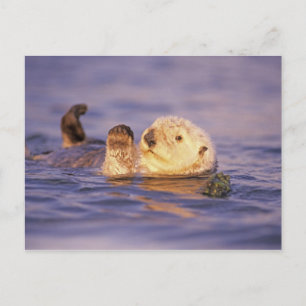 Sea Otters, Enhydra lutris Postcard