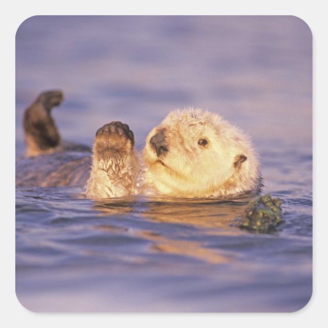 Sea Otters, Enhydra lutris Square Sticker (Front)