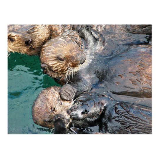 Sea Otters in Capture Pens Postcard