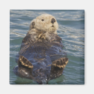 Sea otters play on icebergs at Surprise Inlet Magnet