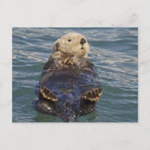 Sea otters play on icebergs at Surprise Inlet Postcard