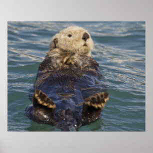 Sea otters play on icebergs at Surprise Inlet Poster