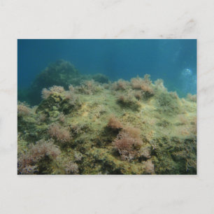 Sea Scape Postcard