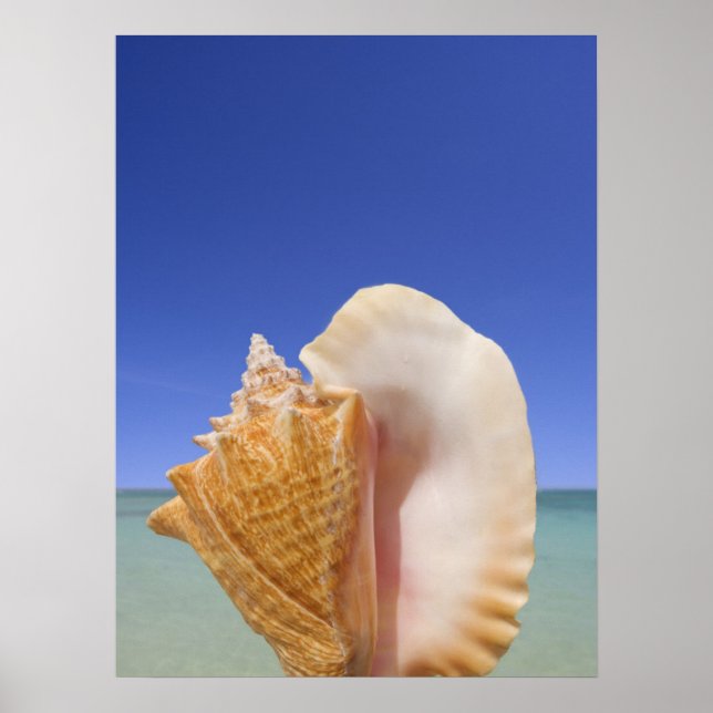 Sea Shell Close Up Poster (Front)