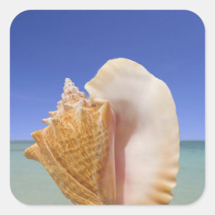 Sea Shell Close Up Square Sticker