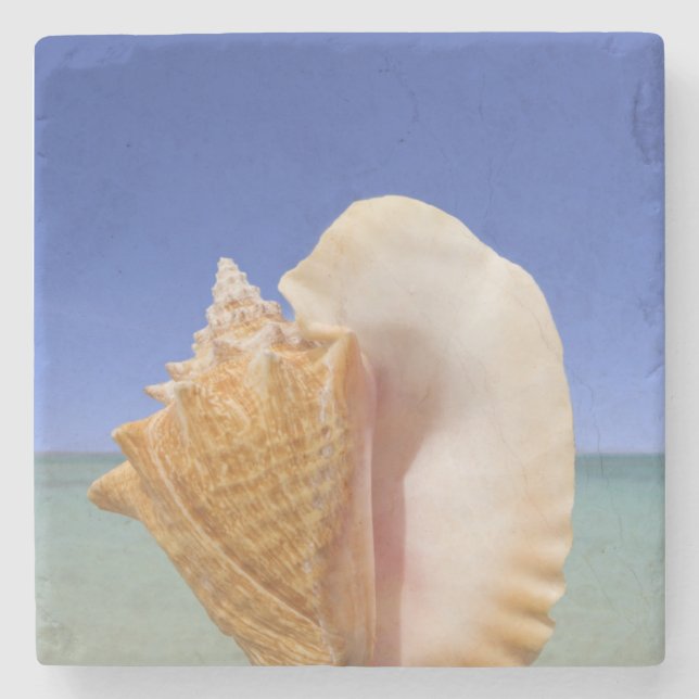 Sea Shell Close Up Stone Coaster (Front)