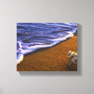 Sea Shell In Surf Zone Canvas Print