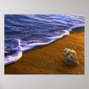 Sea Shell In Surf Zone Poster