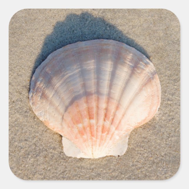Sea Shell Laying On Sandy Beach Square Sticker (Front)