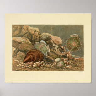 Sea Shell Marine Ocean Life Colour Art Poster
