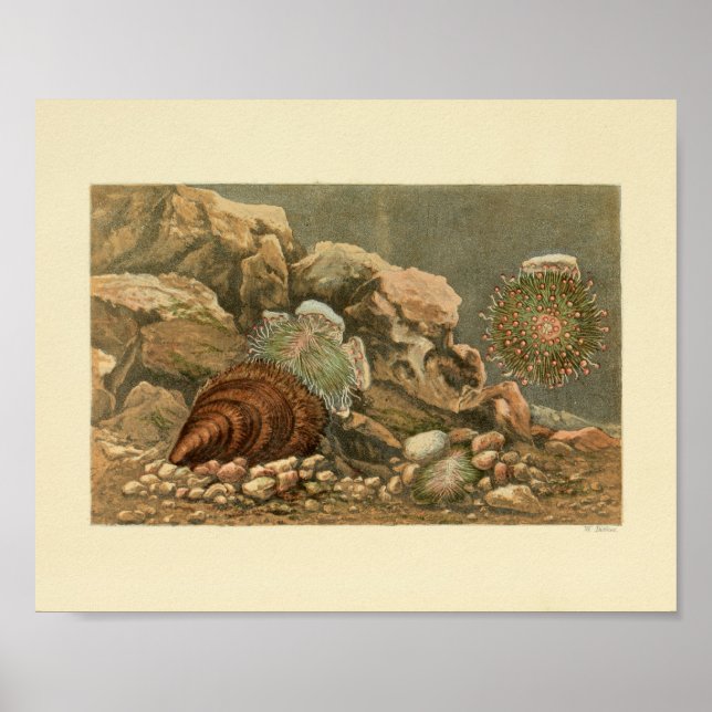 Sea Shell Marine Ocean Life Colour Art Poster (Front)