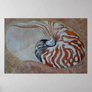 sea shell nautilus poster