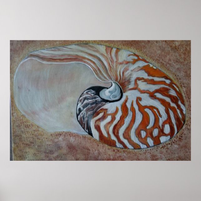 sea shell nautilus poster (Front)