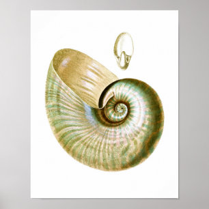 Sea Shell no.11 Beach Decor Art Print