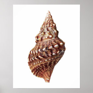 Sea Shell no. 1 Beach Decor Art Print