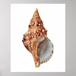 Sea Shell no. 3 Beach Decor Print.