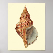 Sea Shell no. 3 Coastal Decor Wall Art