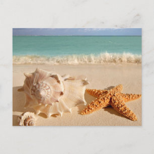 Sea Shell Postcard