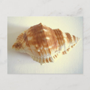 Sea Shell Postcard
