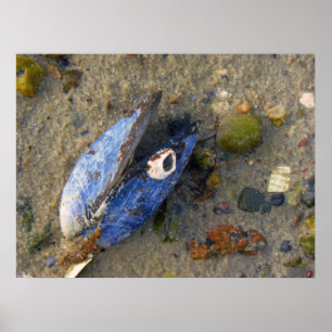 Sea Shell Poster