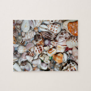 sea shell puzzle
