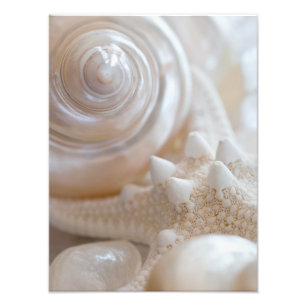 Sea Shell & Starfish Background - Beach Shells Photo Print