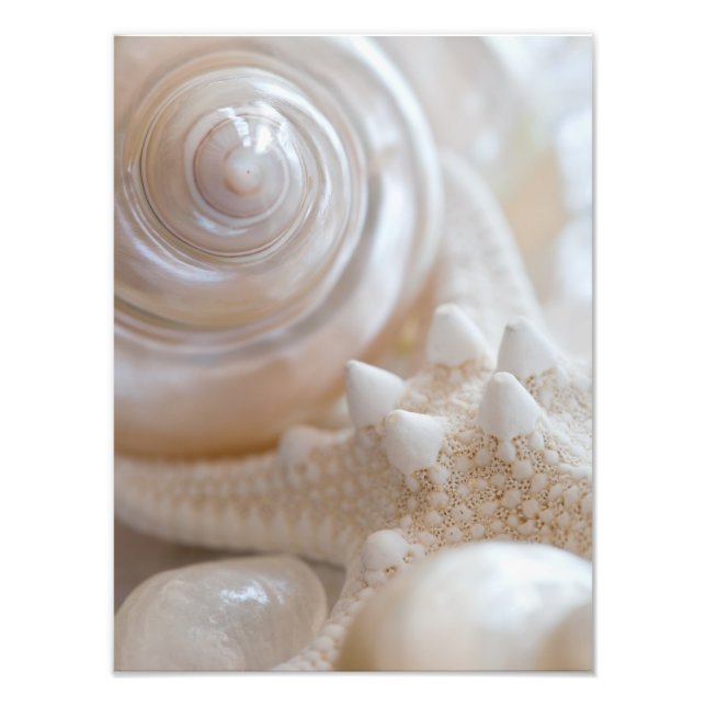 Sea Shell & Starfish Background - Beach Shells Photo Print (Front)