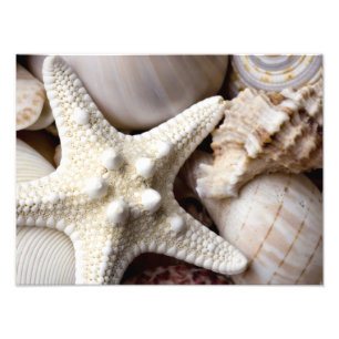 Sea Shell Starfish Background - Beach Shells Photo Print