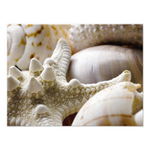 Sea Shell Starfish Background - Beach Shells Photo Print