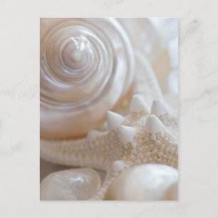 Sea Shell & Starfish Background - Beach Shells Postcard