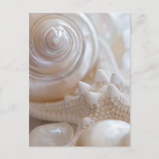 Sea Shell & Starfish Background - Beach Shells Postcard (Front)