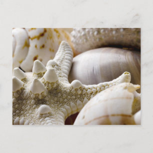Sea Shell Starfish Background - Beach Shells Postcard