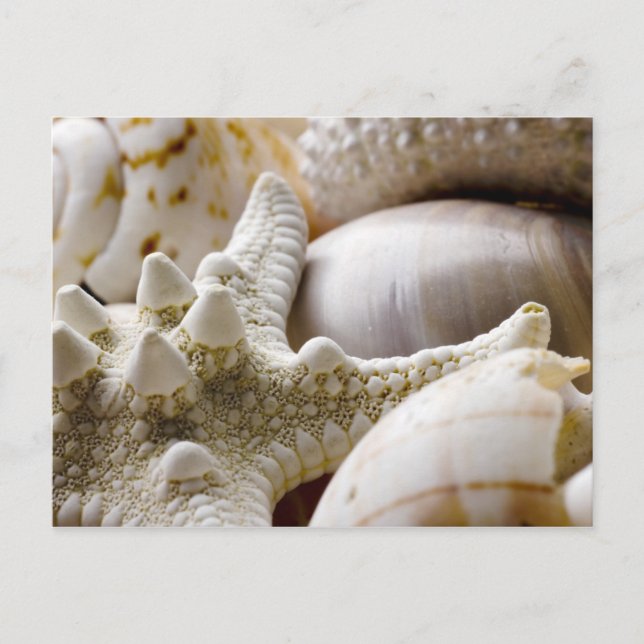 Sea Shell Starfish Background - Beach Shells Postcard (Front)