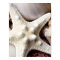 Sea Shell Starfish Background - Beach Shells