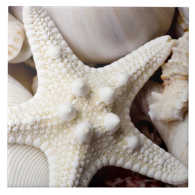 Sea Shell Starfish Background - Beach Shells Tile (Front)