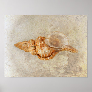 Sea Shell Vintage Antique Ocean Beach Texture Poster