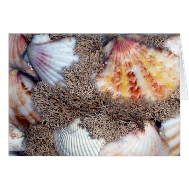Sea Shells 3 (Front Horizontal)