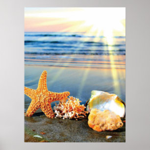 Sea shells and starfish on beach poster
