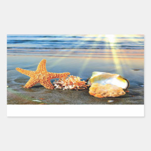 Sea shells and starfish on beach rectangular sticker