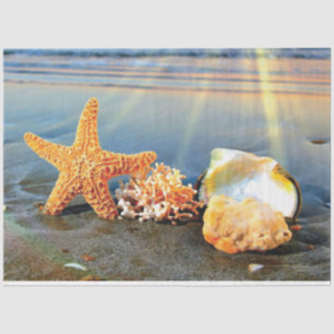 Sea shells and starfish on beach tissue paper