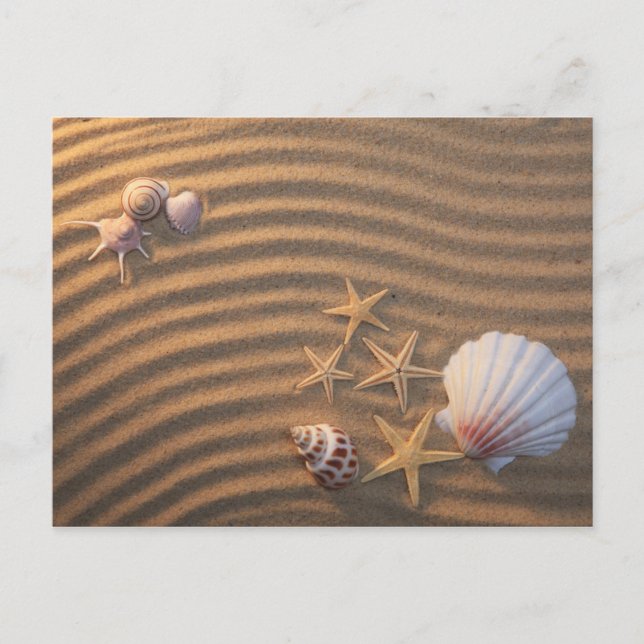 Sea Shells And Starfish Postcard (Front)