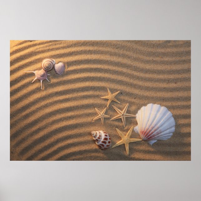 Sea Shells And Starfish Poster (Front)