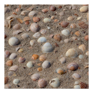 Sea shells at the beach poster
