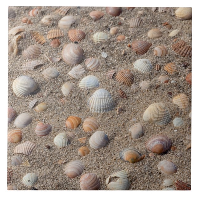 Sea  shells at the beach tile (Front)