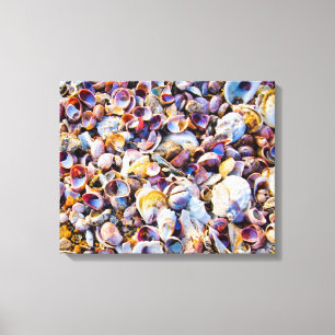 Sea Shells By The Sea Shore Canvas Print