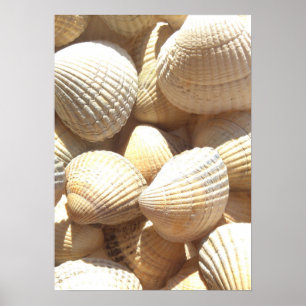 Sea Shells Collection Photography Poster