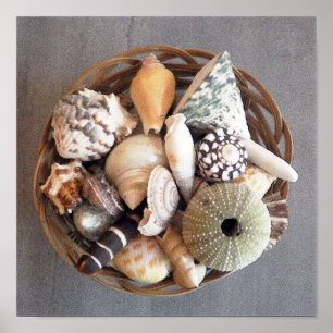 Sea Shells in a Basket Poster