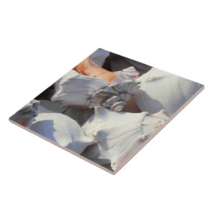 Sea Shells in sunlight and shadow Tile