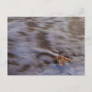 Sea Shells in Surf Postcard