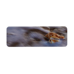 Sea Shells in Surf Return Address Labels